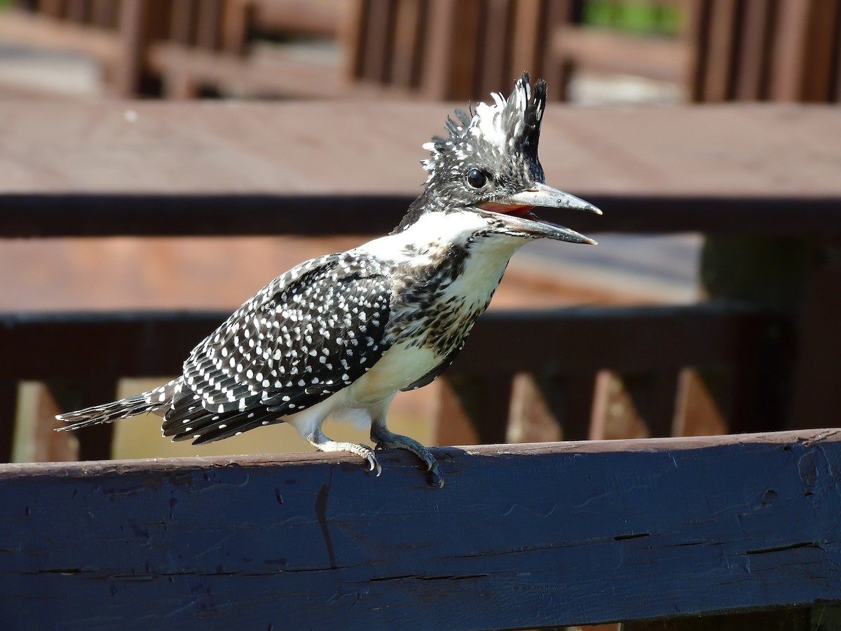 Crested Kingfisher - ML581439031