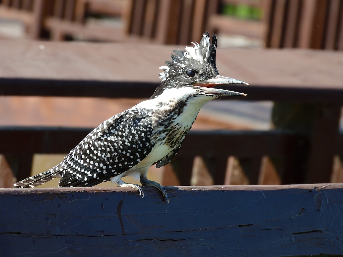 Crested Kingfisher - ML581439041
