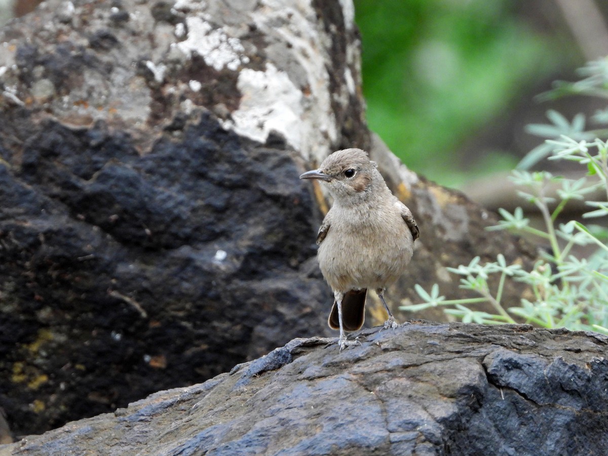 Brown-tailed Chat - ML581439131
