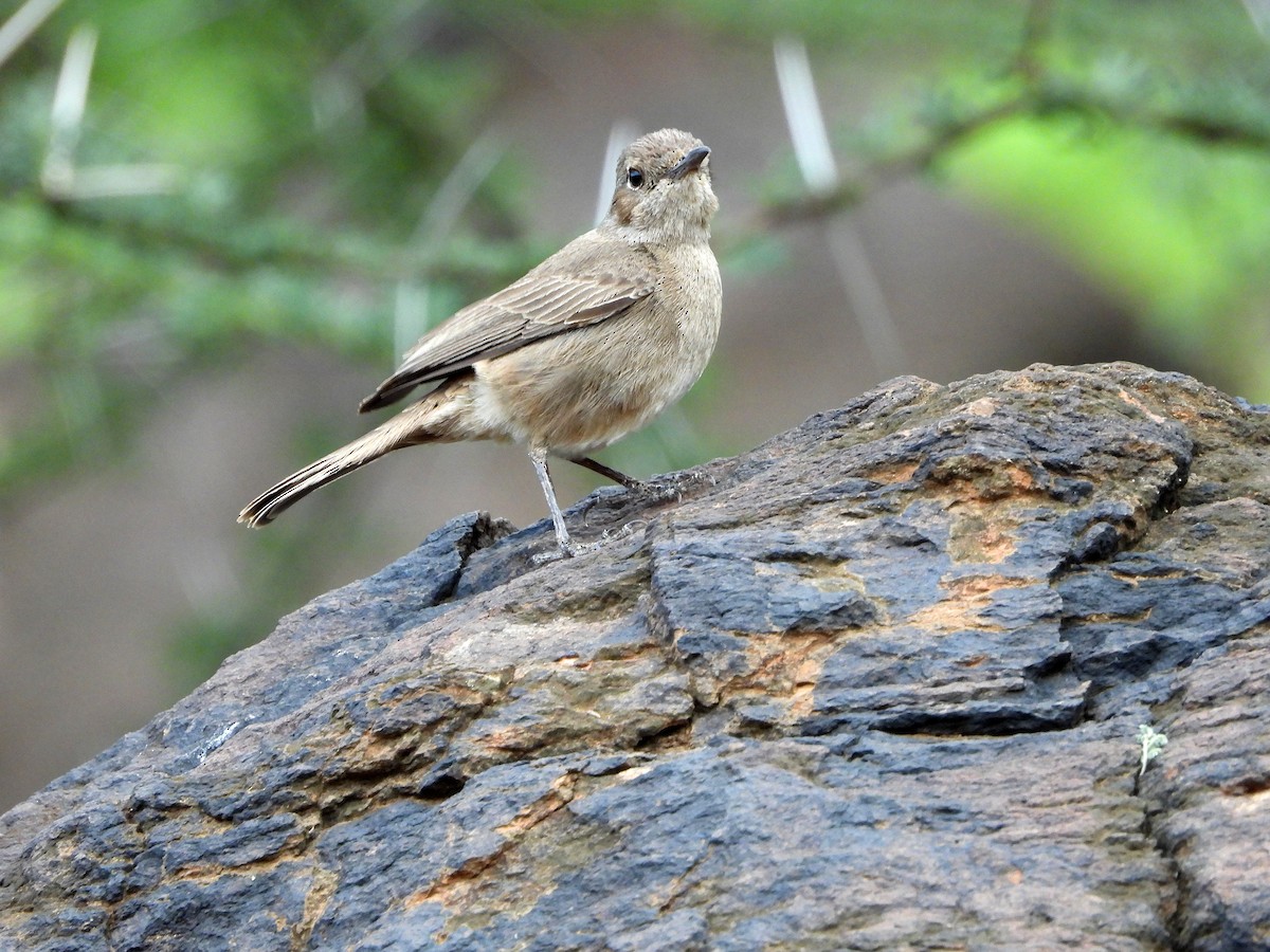 Brown-tailed Chat - ML581439141