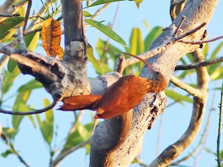  - Red-billed Scythebill