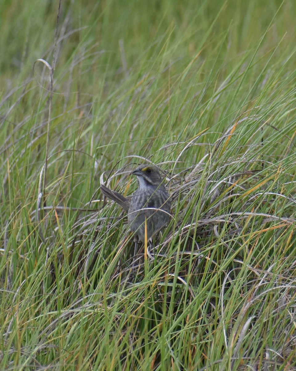 Seaside Sparrow - D K