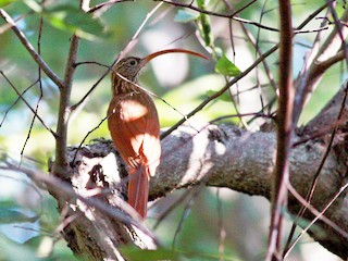  - Red-billed Scythebill