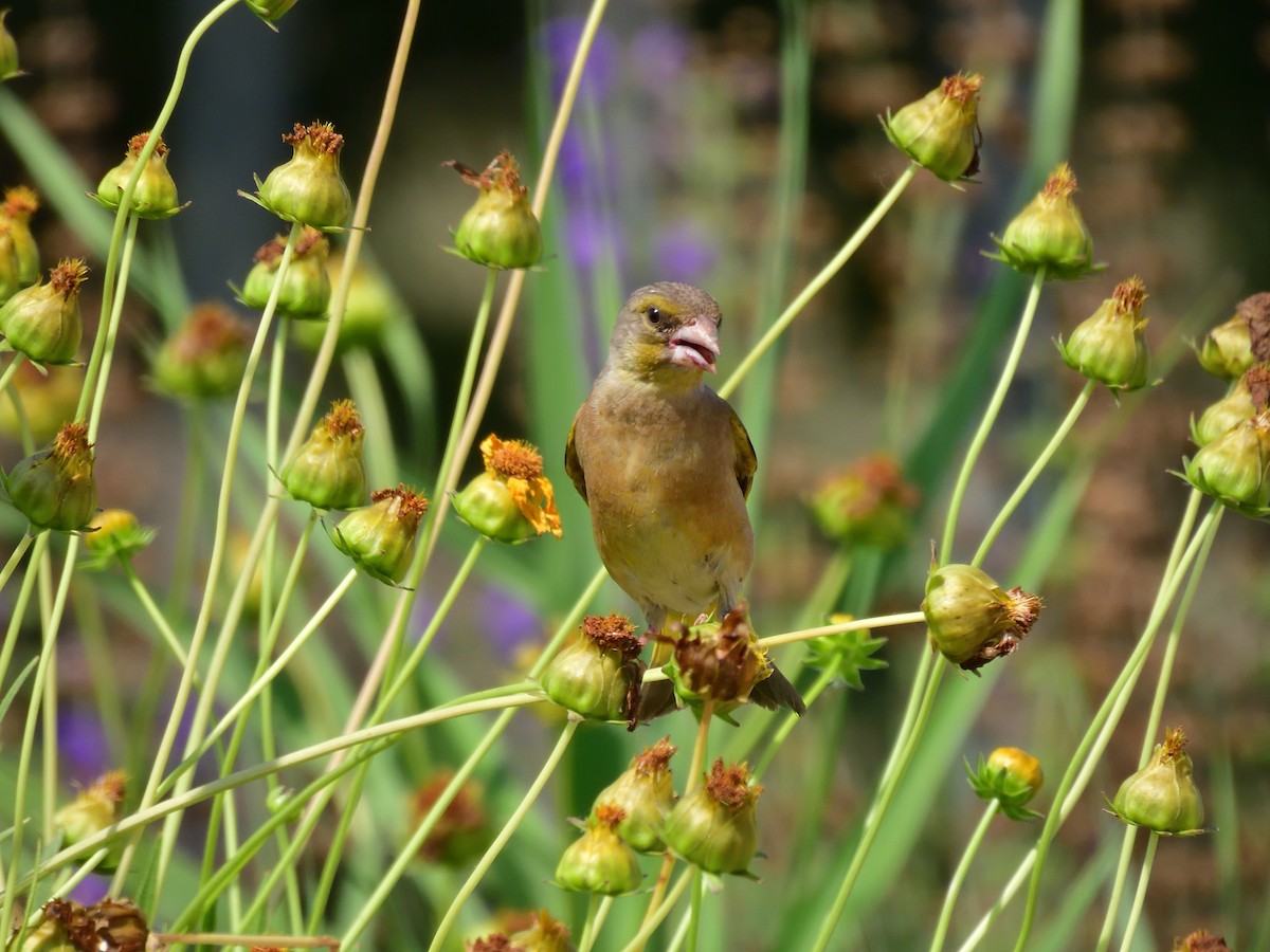 Oriental Greenfinch - ML581440101