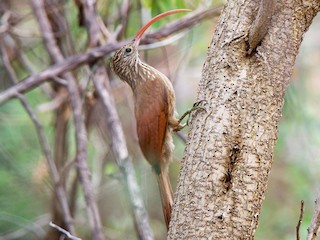  - Red-billed Scythebill