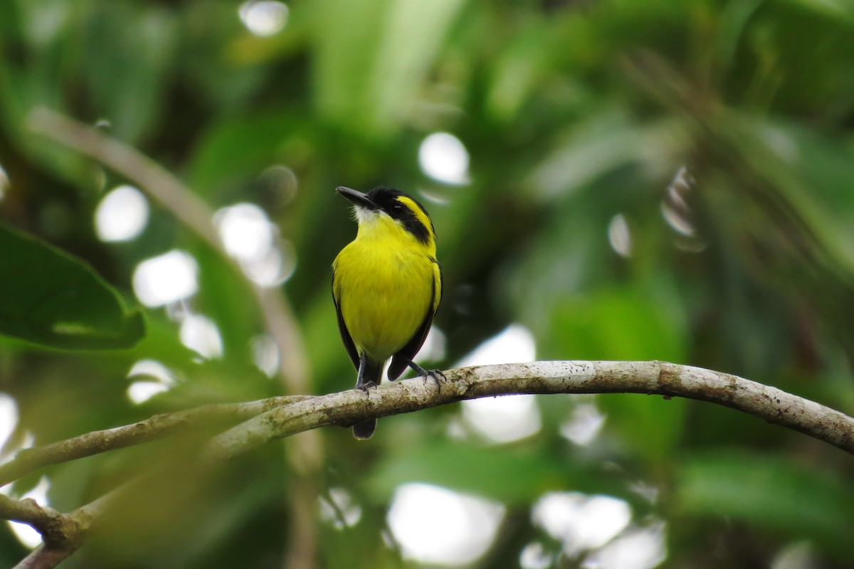 Yellow-browed Tody-Flycatcher - Tomaz Melo