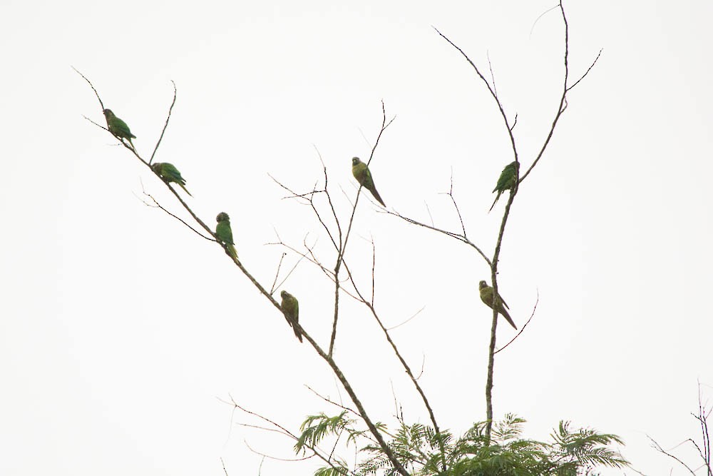 Maroon-bellied Parakeet - Priscila Couto