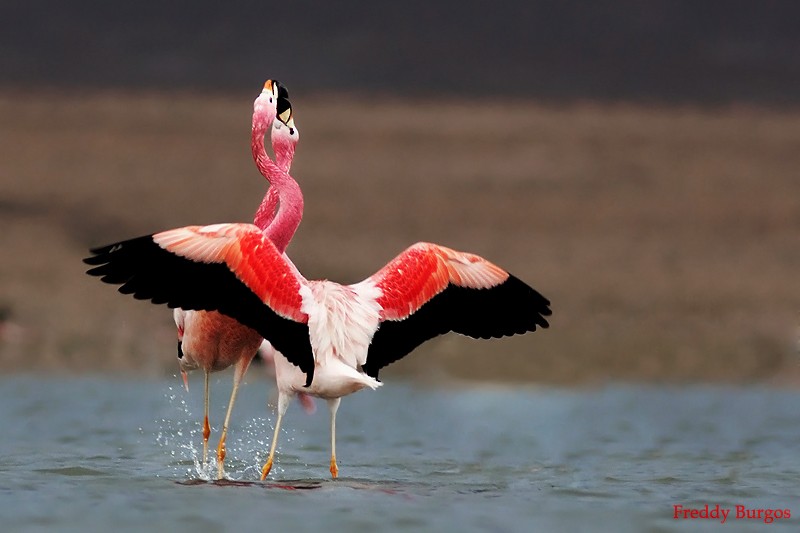 Andean Flamingo - Freddy Burgos Gallardo