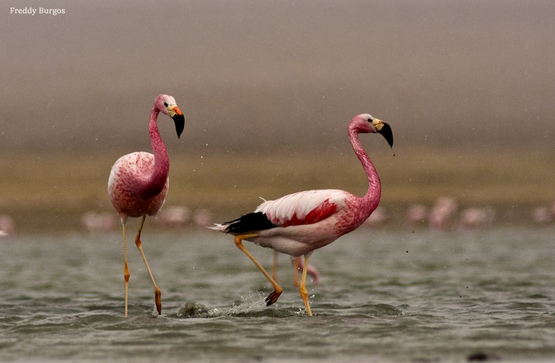 Andean Flamingo - Freddy Burgos Gallardo