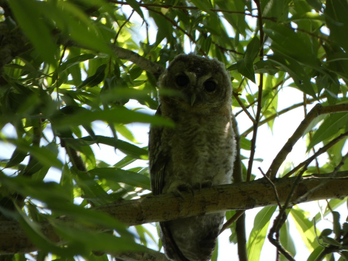 Tawny Owl - ML581441741