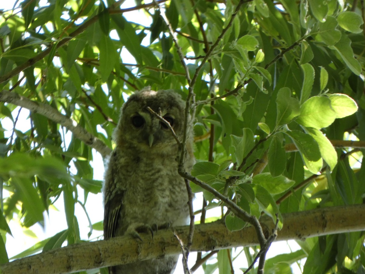 Tawny Owl - ML581441781