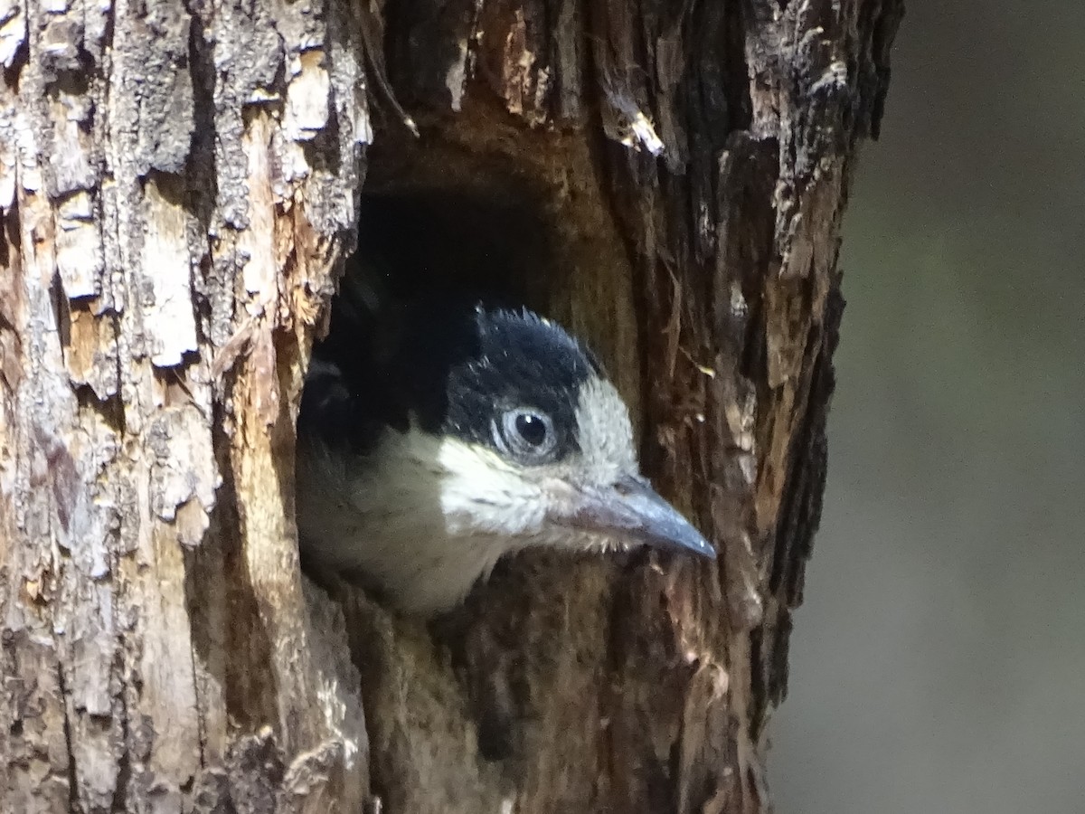 White-fronted Woodpecker - ML581443111