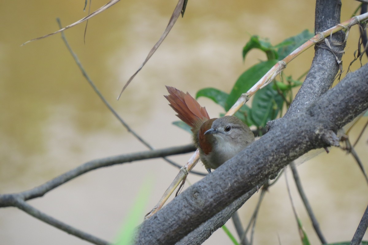 Plain-crowned Spinetail - ML58144721