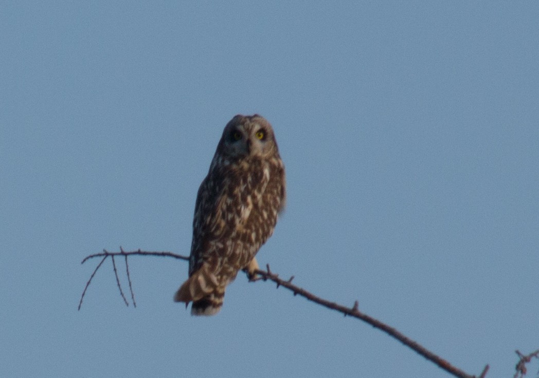 Short-eared Owl - ML581449141
