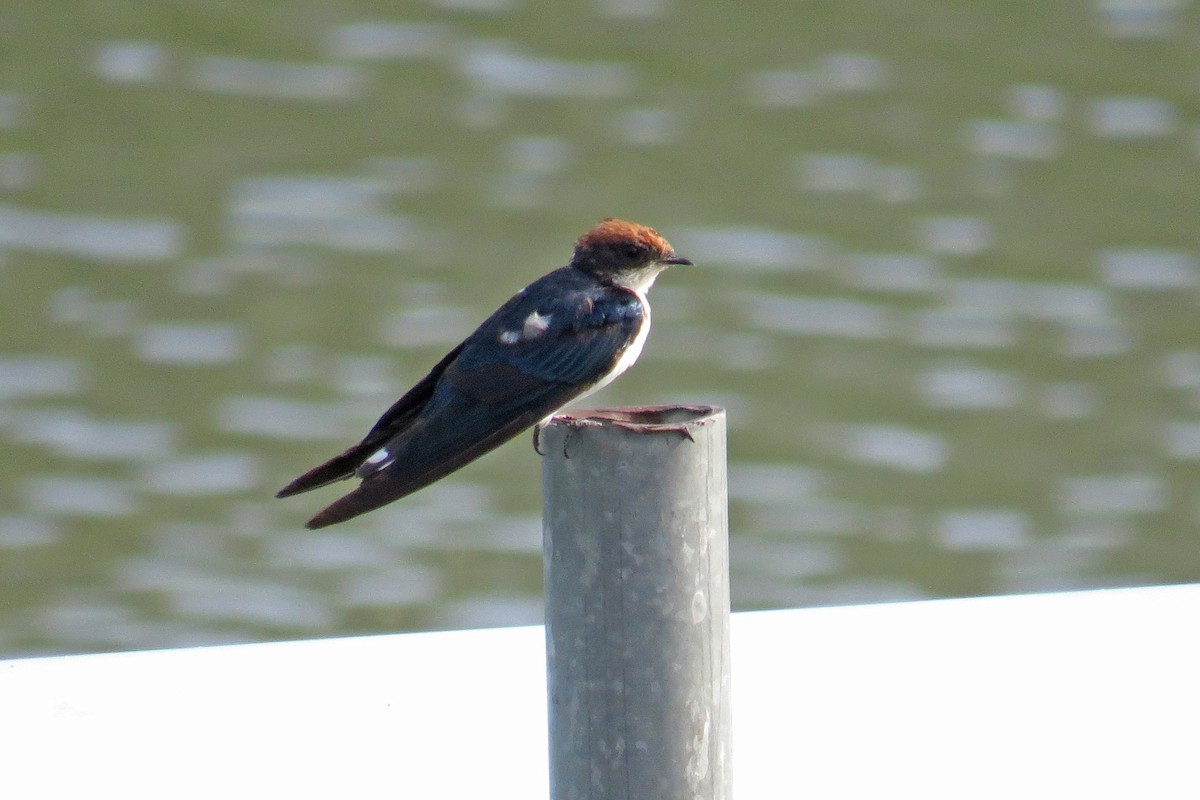 Wire-tailed Swallow - ML581449821