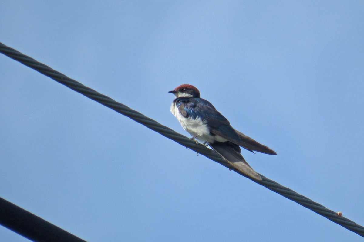 Wire-tailed Swallow - ML581449831