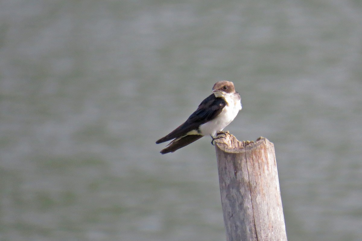 Wire-tailed Swallow - ML581449841