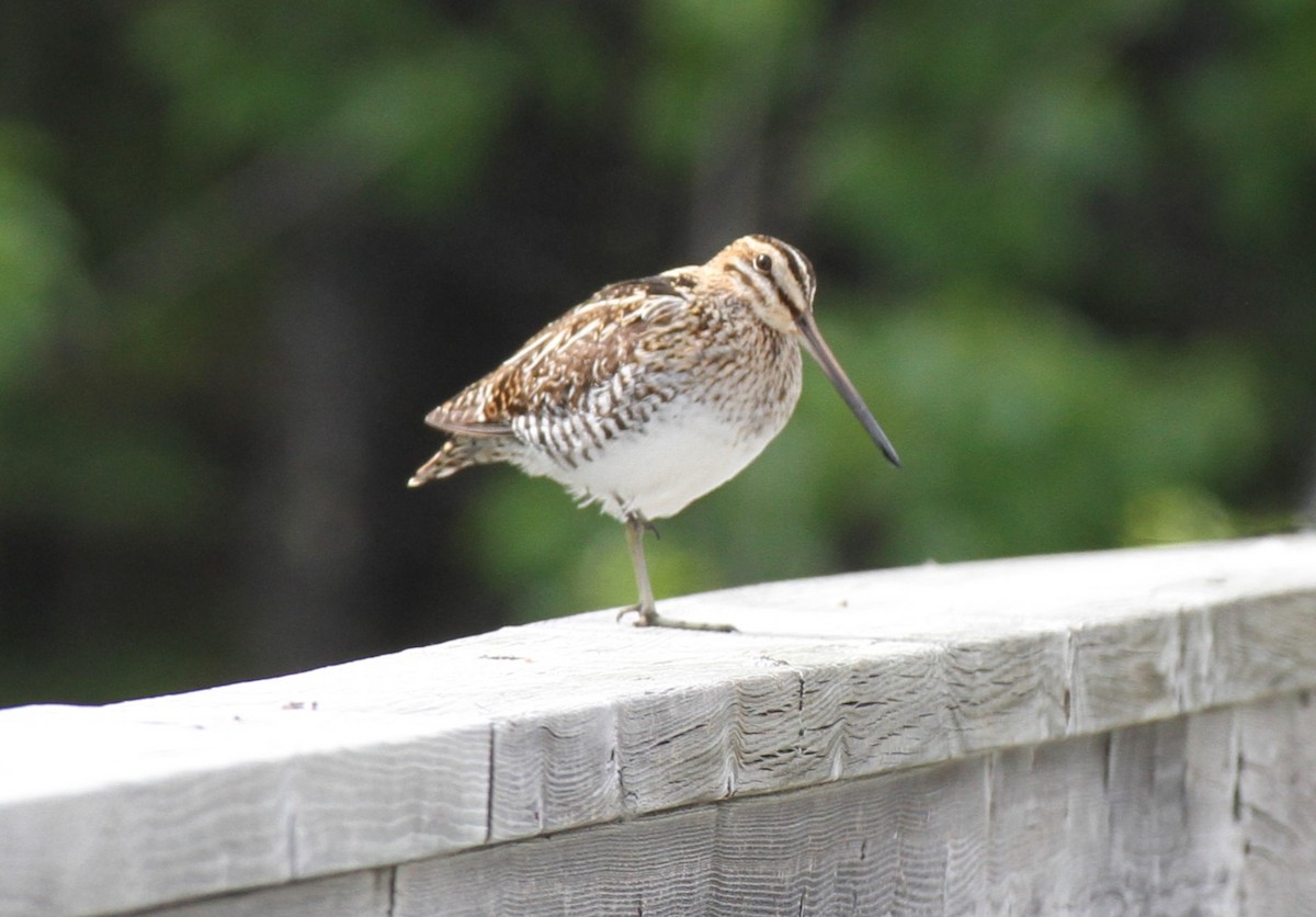 Wilson's Snipe - Stephen B. Brown