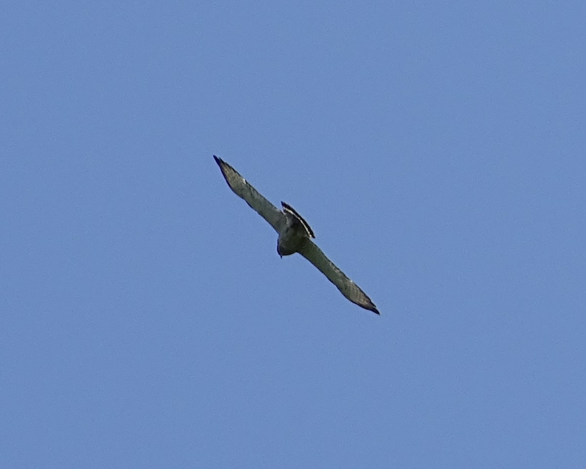 Broad-winged Hawk - ML581454121