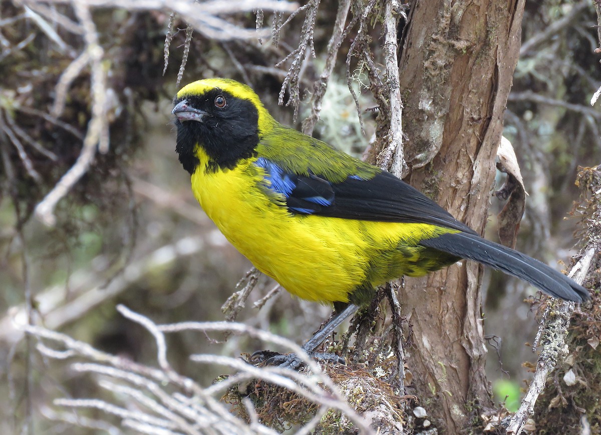 Masked Mountain Tanager - ML581454221