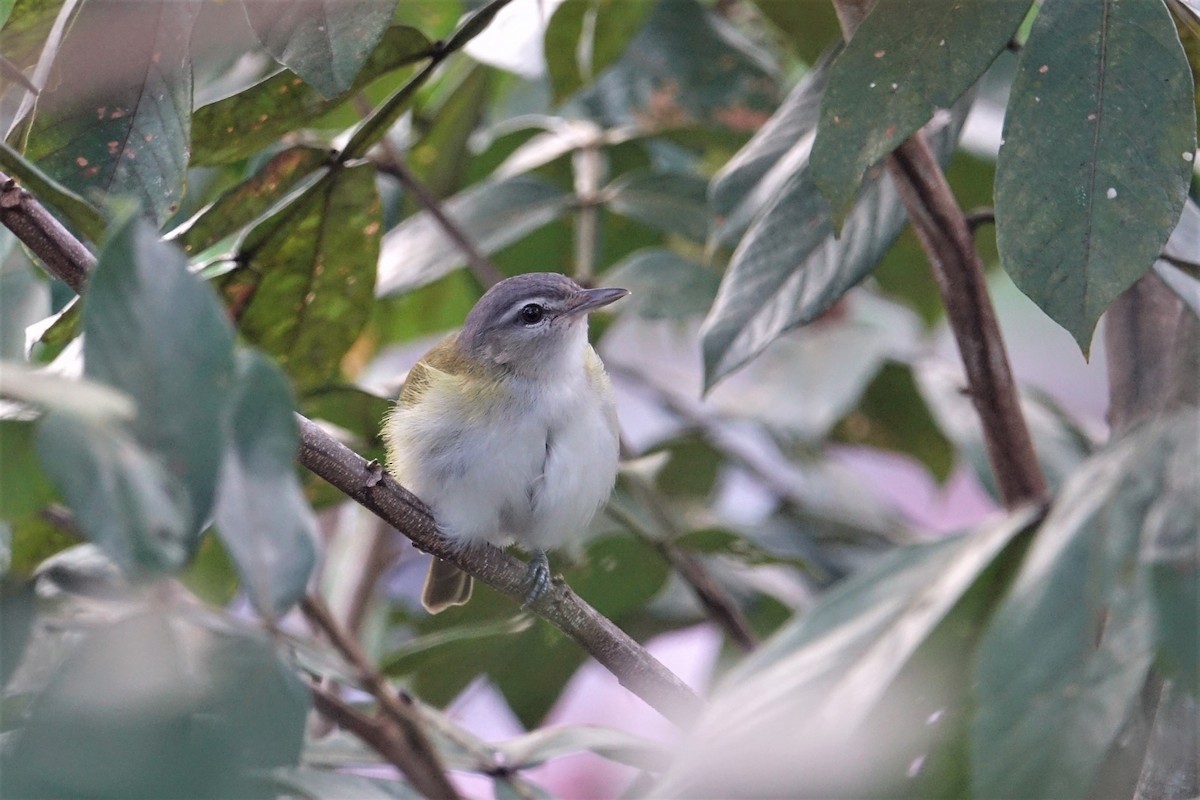 Red-eyed/Chivi Vireo - ML58145551