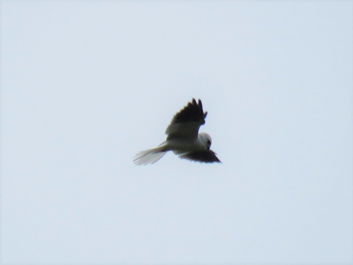 White-tailed Kite - ML581455591