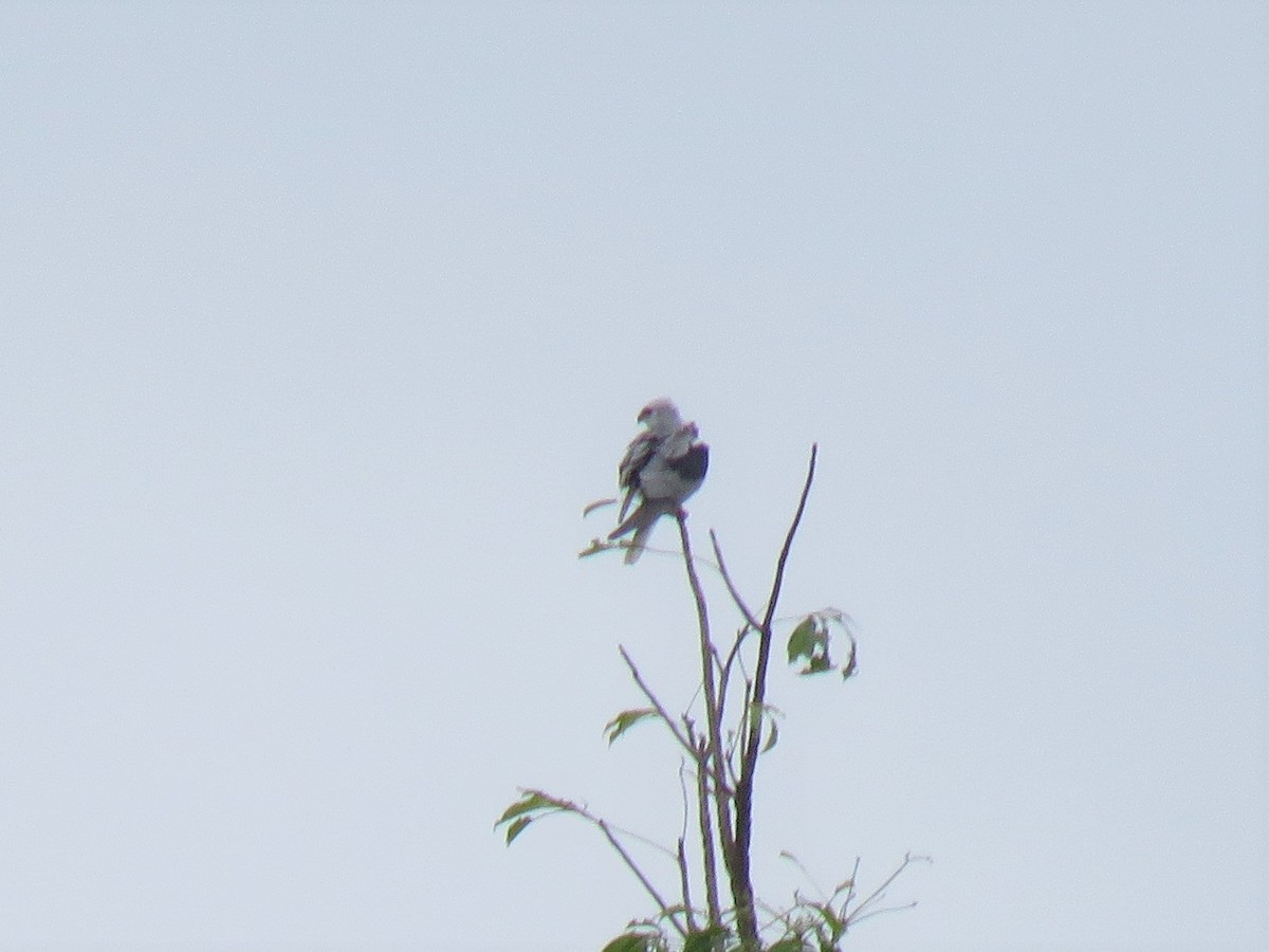 White-tailed Kite - ML581455791