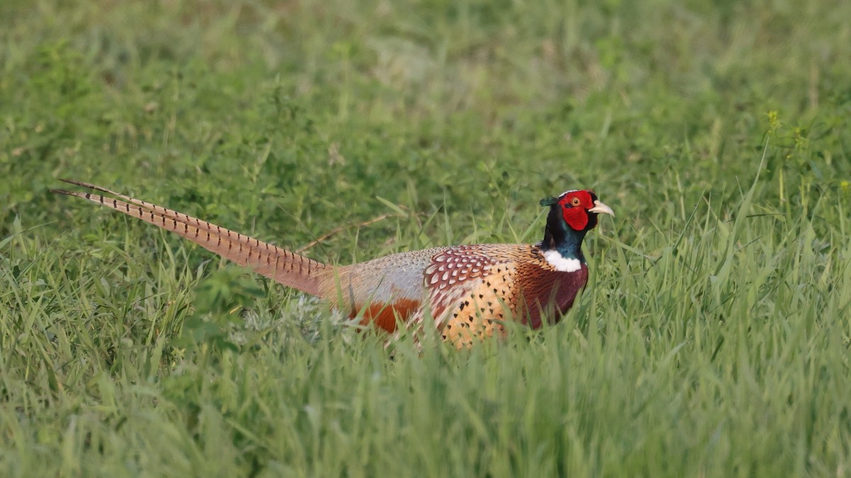 Ring-necked Pheasant - ML581460231
