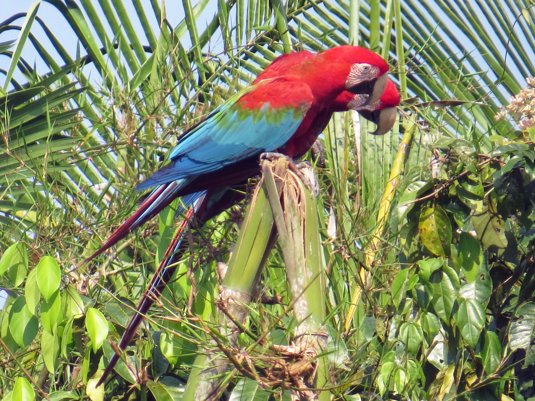 Plumas rojas del Macaw imagen de archivo. Imagen de cubo - 50201875