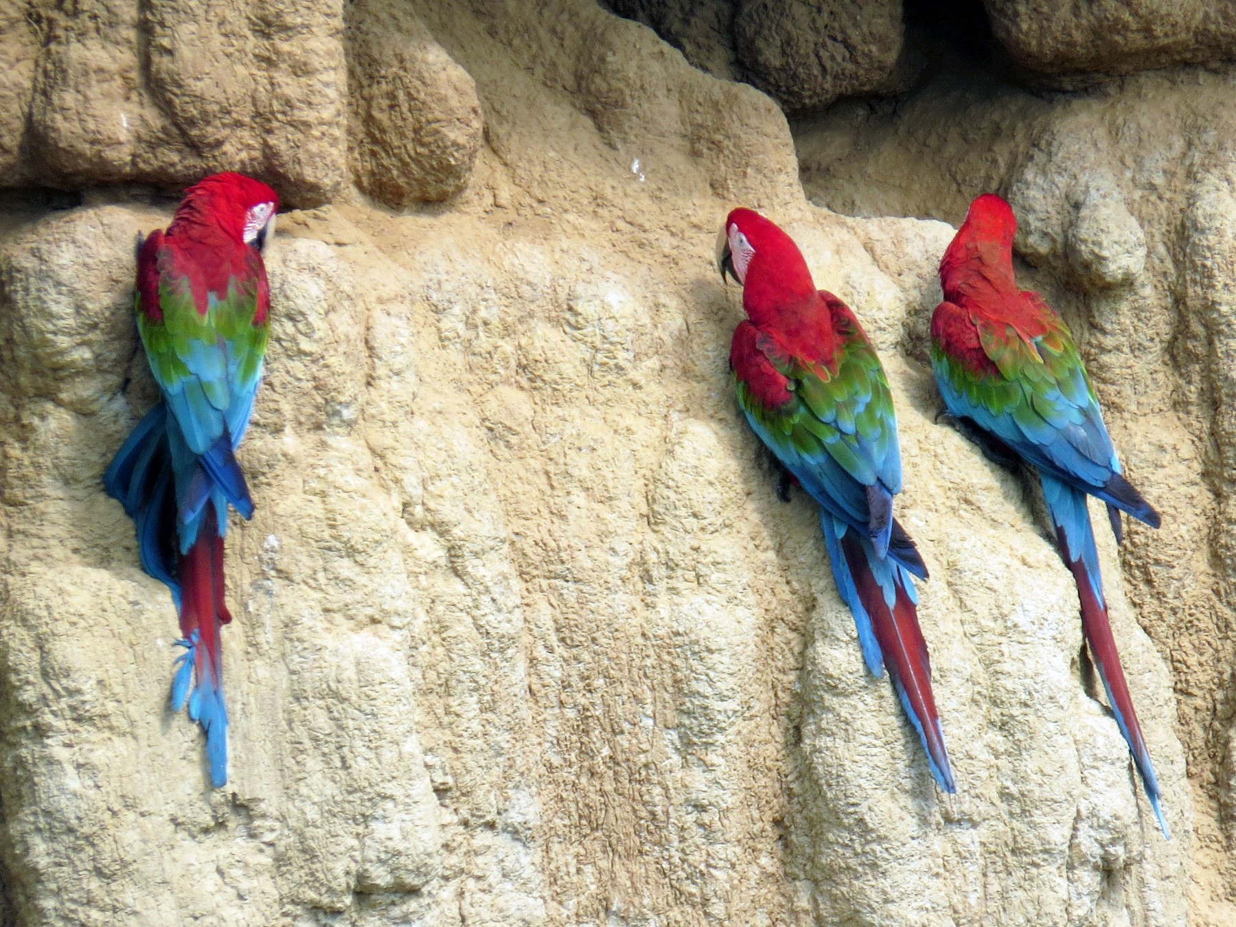 Red-and-green Macaw - Fred Peters