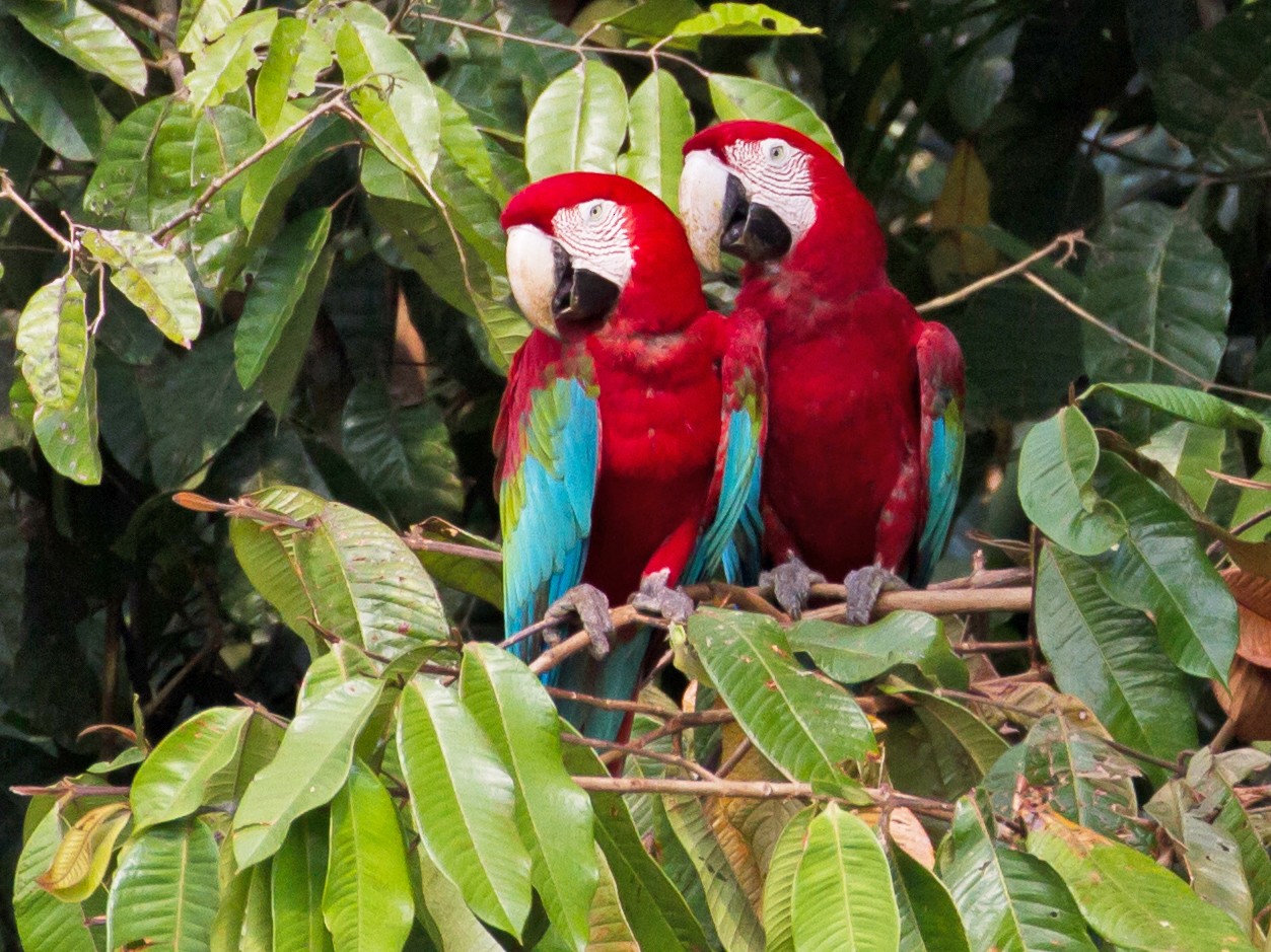 Plumas rojas del Macaw imagen de archivo. Imagen de cubo - 50201875