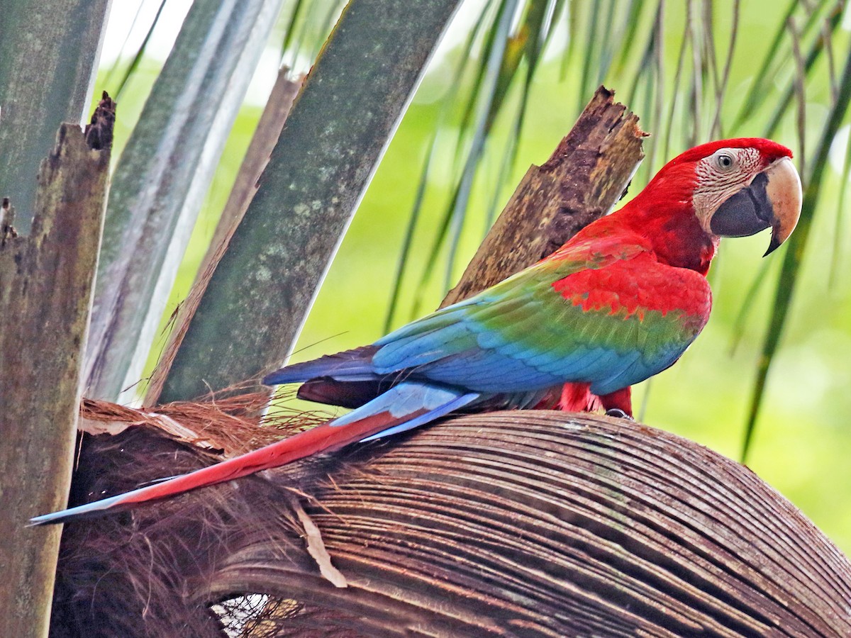 red macaw parrots