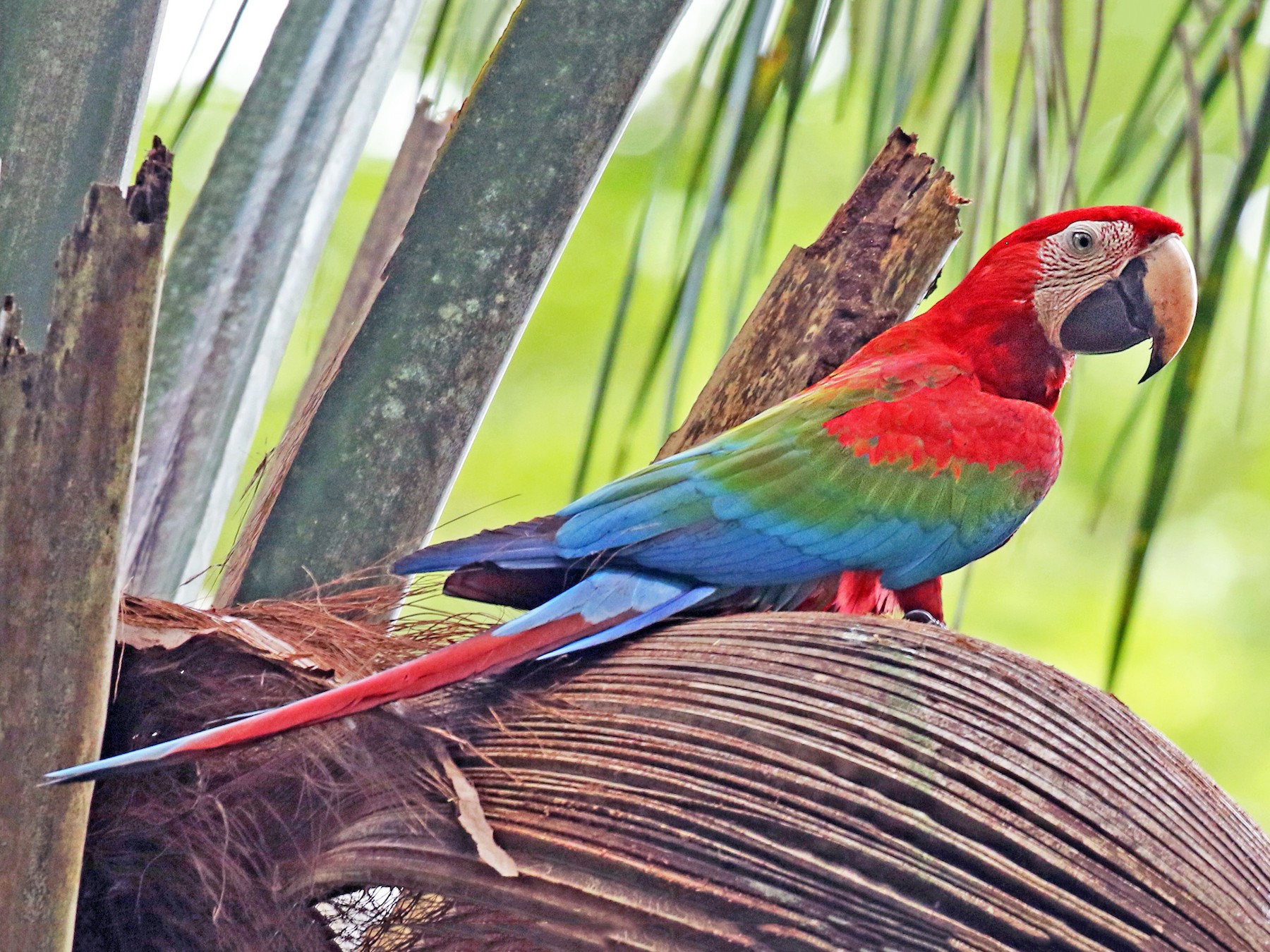 Red-and-green Macaw - Anonymous