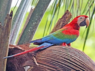  - Red-and-green Macaw