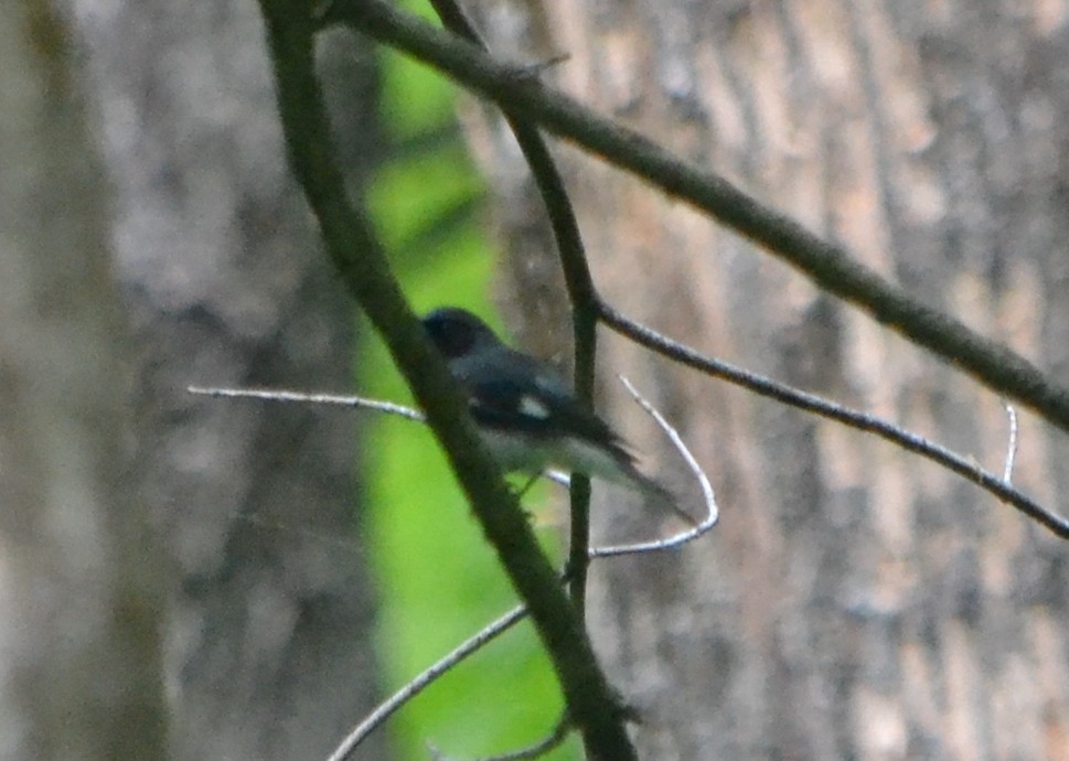 Black-throated Blue Warbler - ML581466151