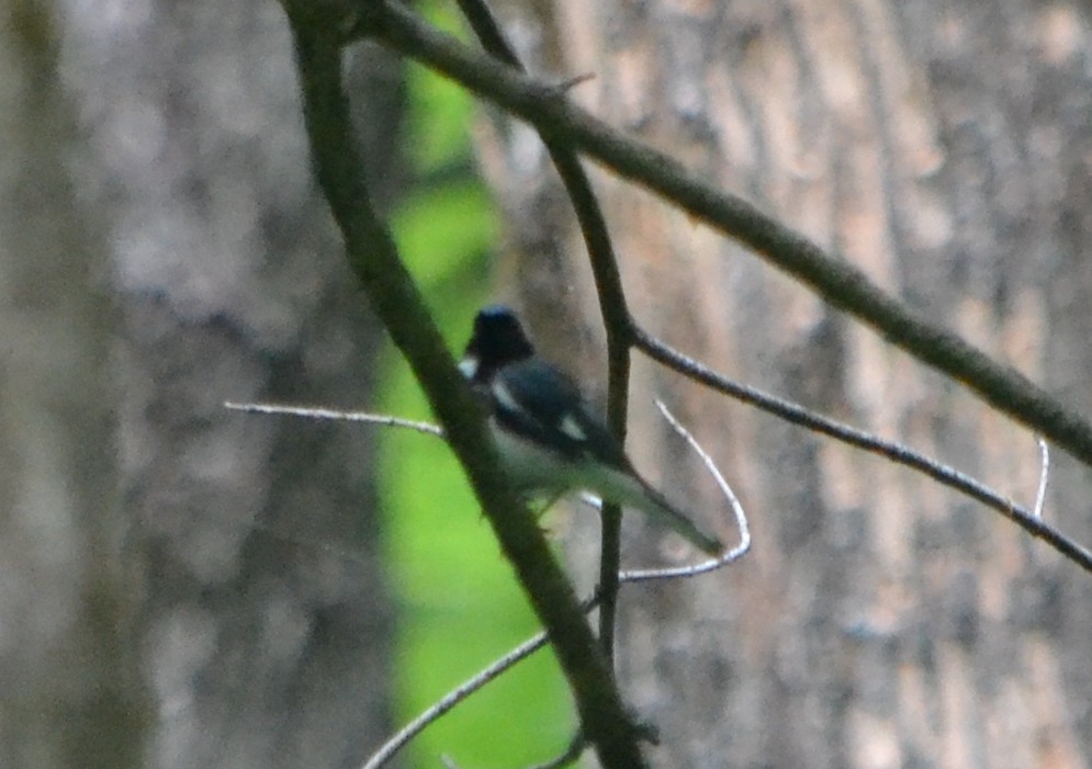 Black-throated Blue Warbler - ML581466161