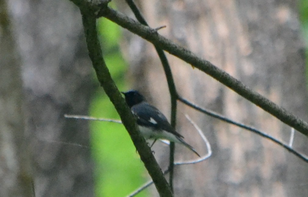 Black-throated Blue Warbler - ML581466171