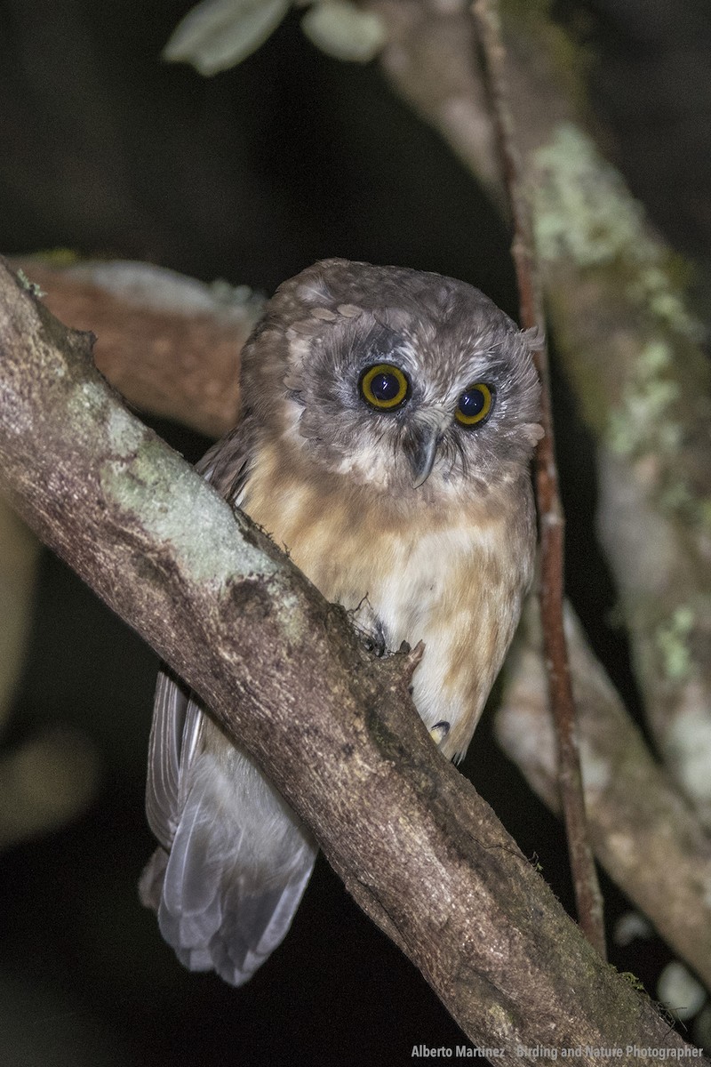 Unspotted Saw-whet Owl - ML58146621