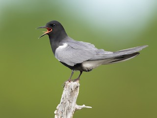  - Black Tern