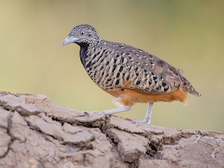  - Barred Buttonquail