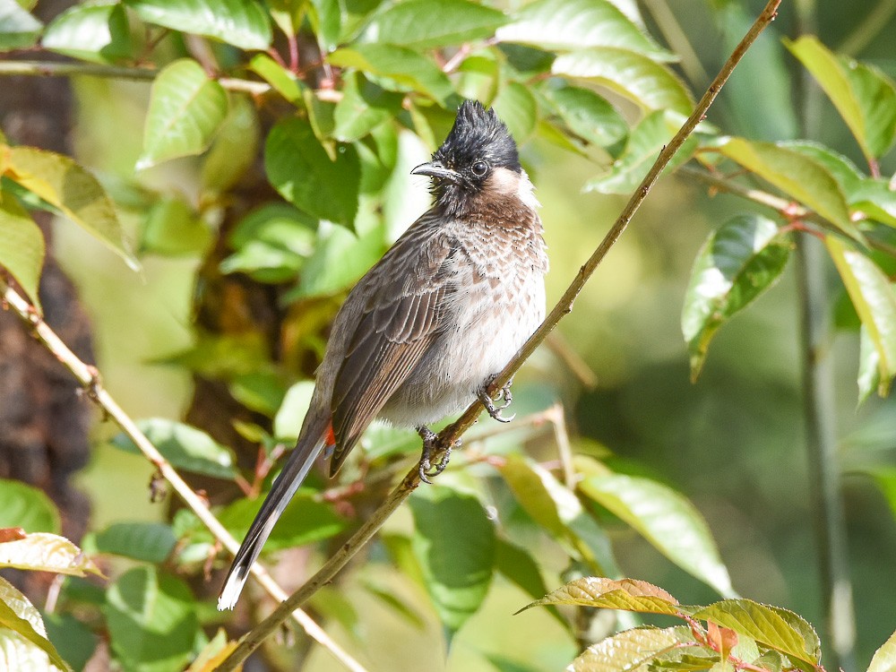 Red-vented Bulbul - ML581475031