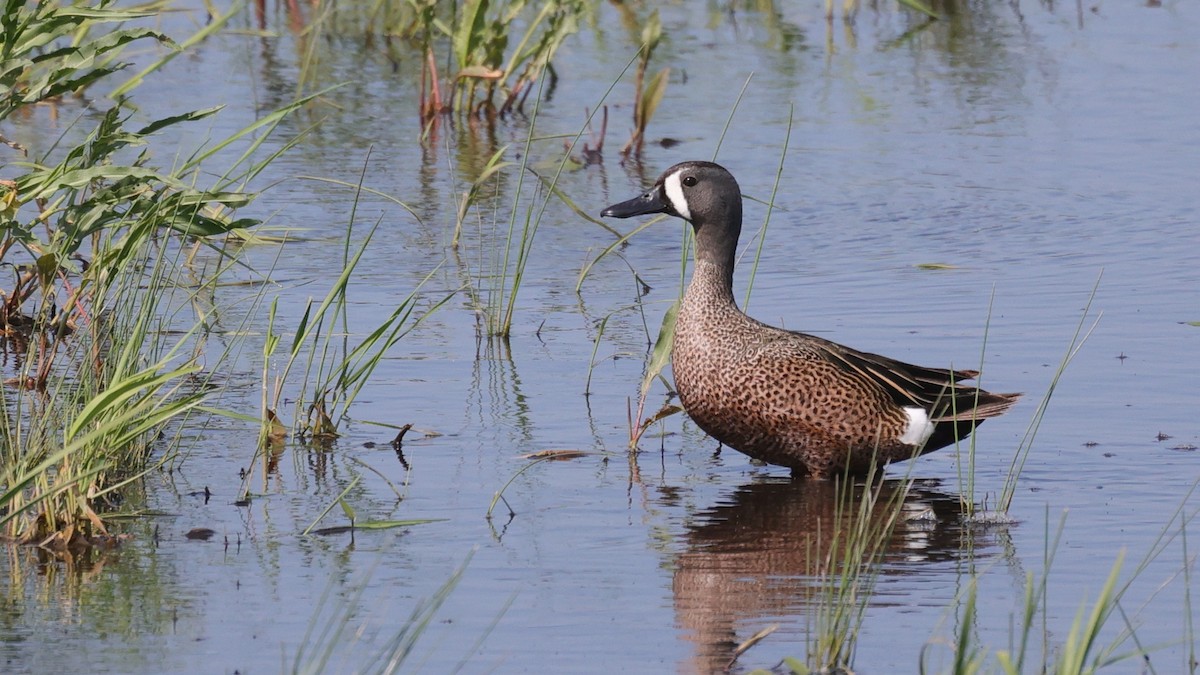 Blue-winged Teal - ML581476931