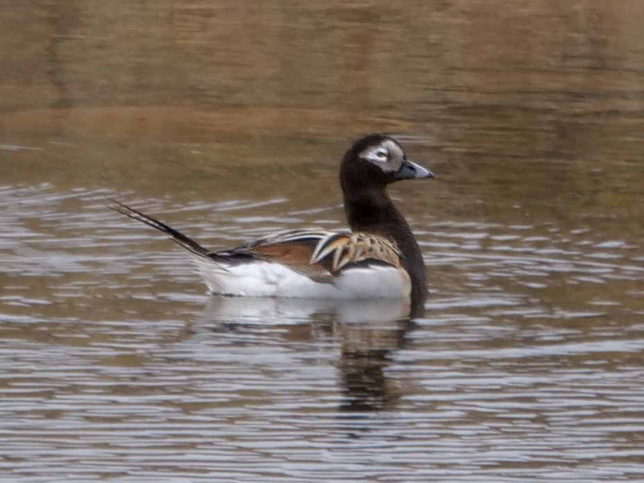 Long-tailed Duck - ML581478231