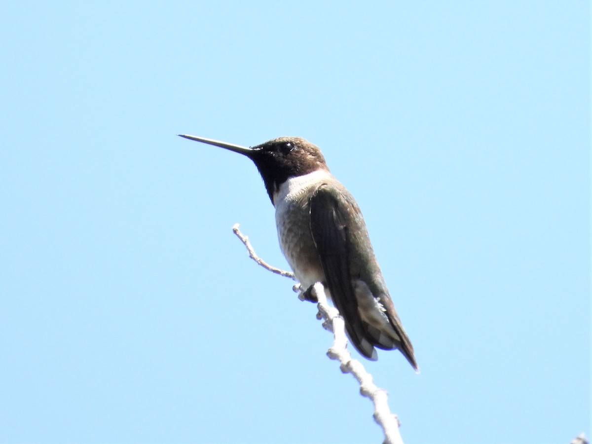 Black-chinned Hummingbird - ML581479401