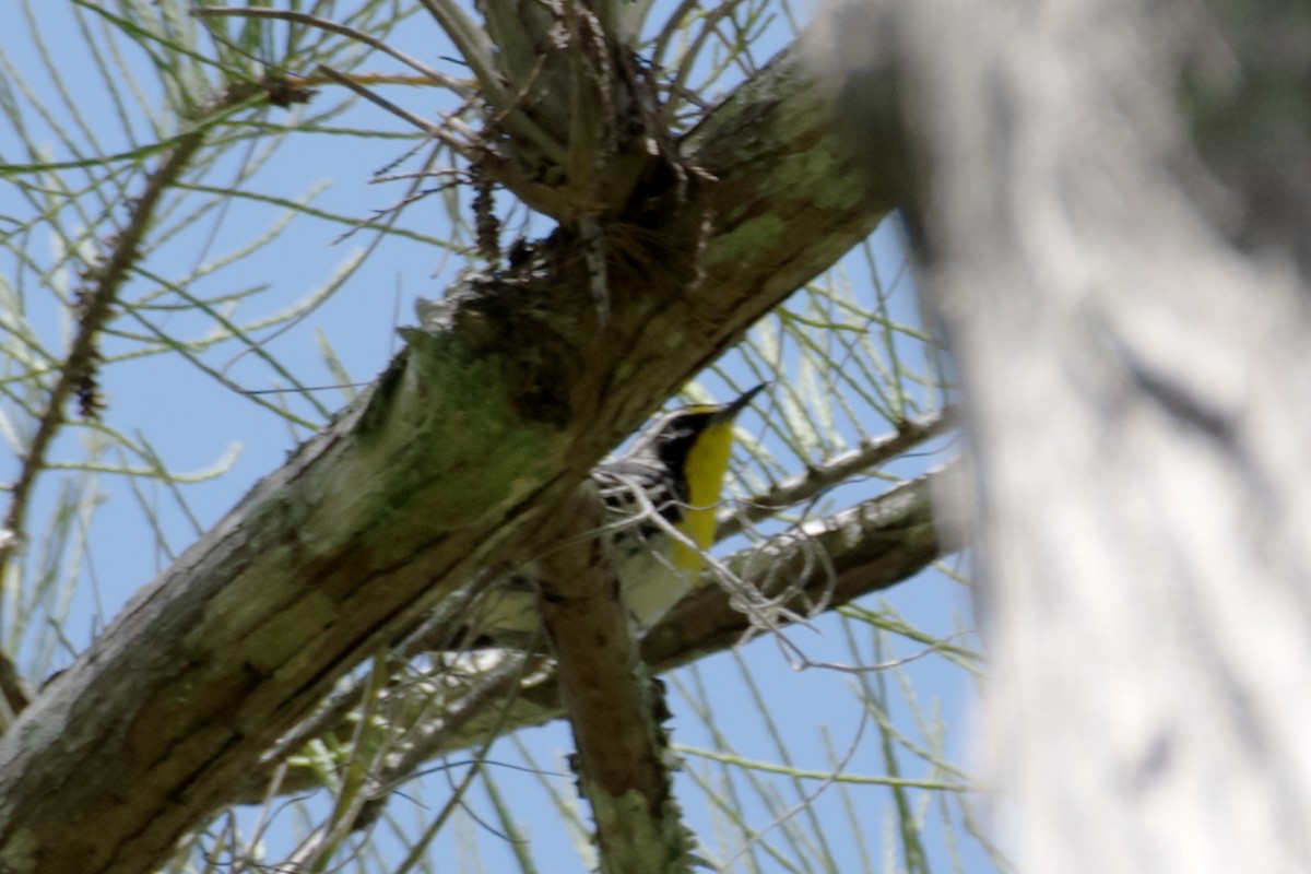 Yellow-throated Warbler - ML581481421