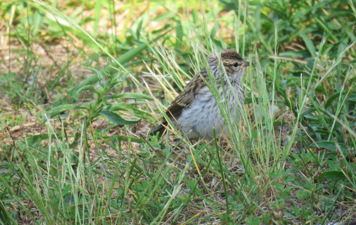 Chipping Sparrow - ML581482121