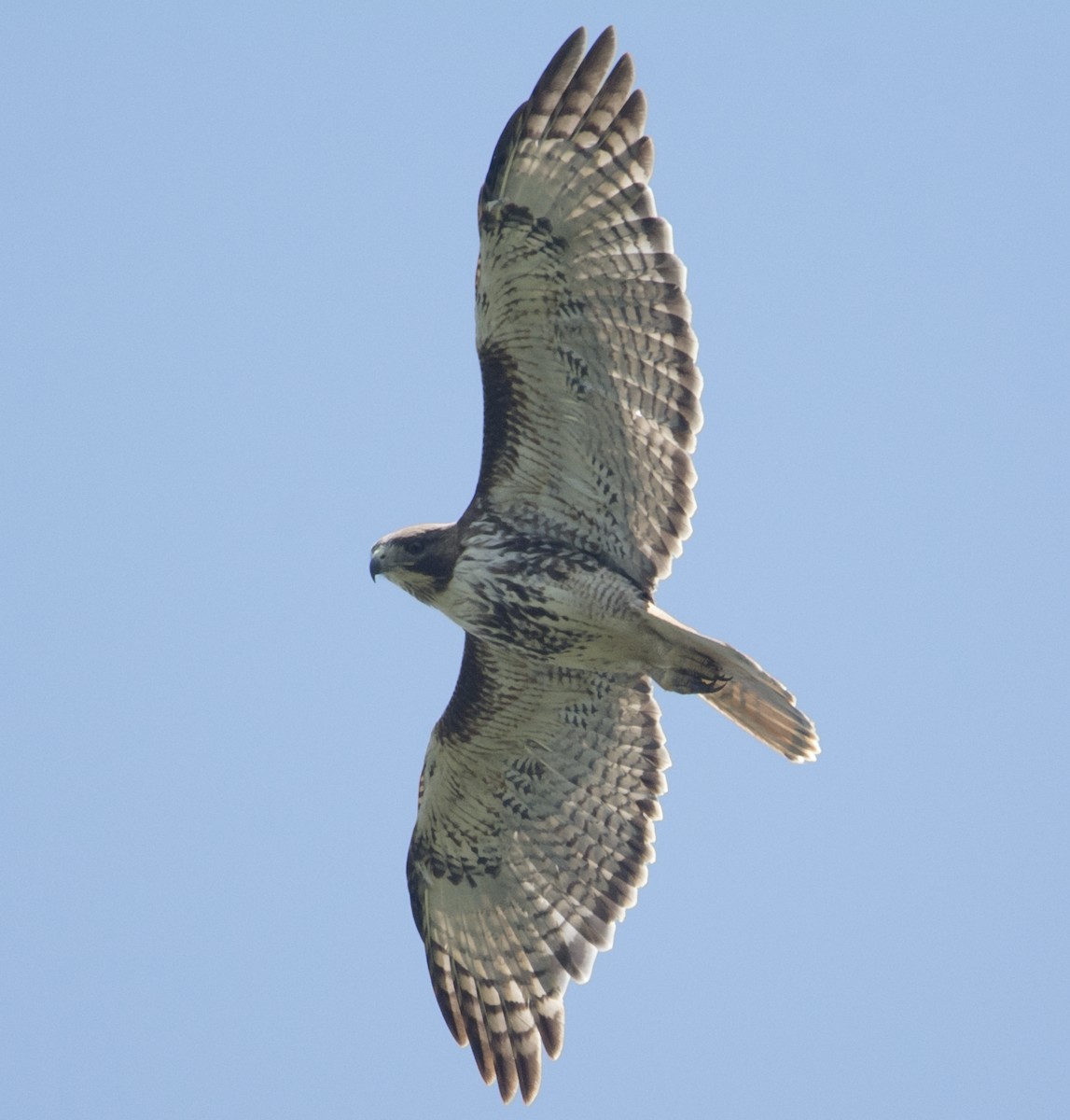 Red-tailed Hawk - ML581484261