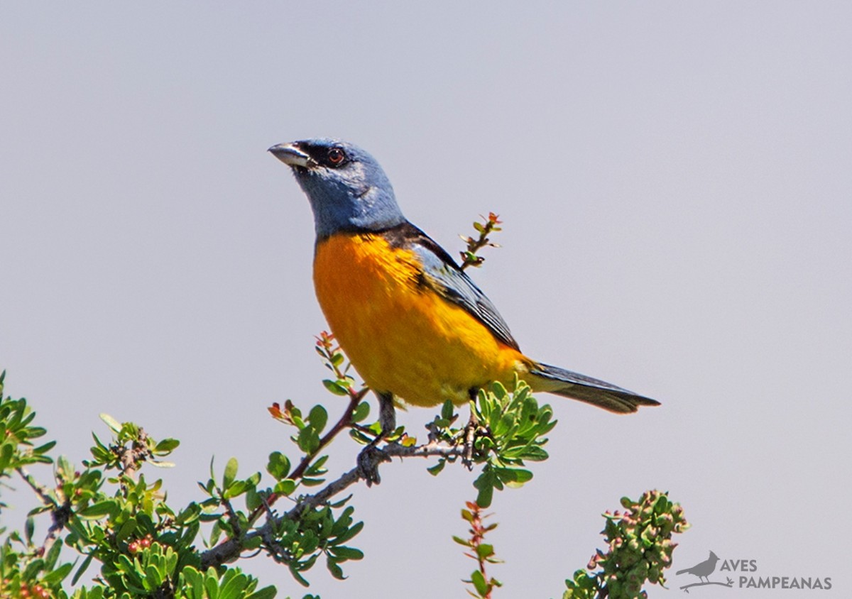 Blue-and-yellow Tanager - ML581485201