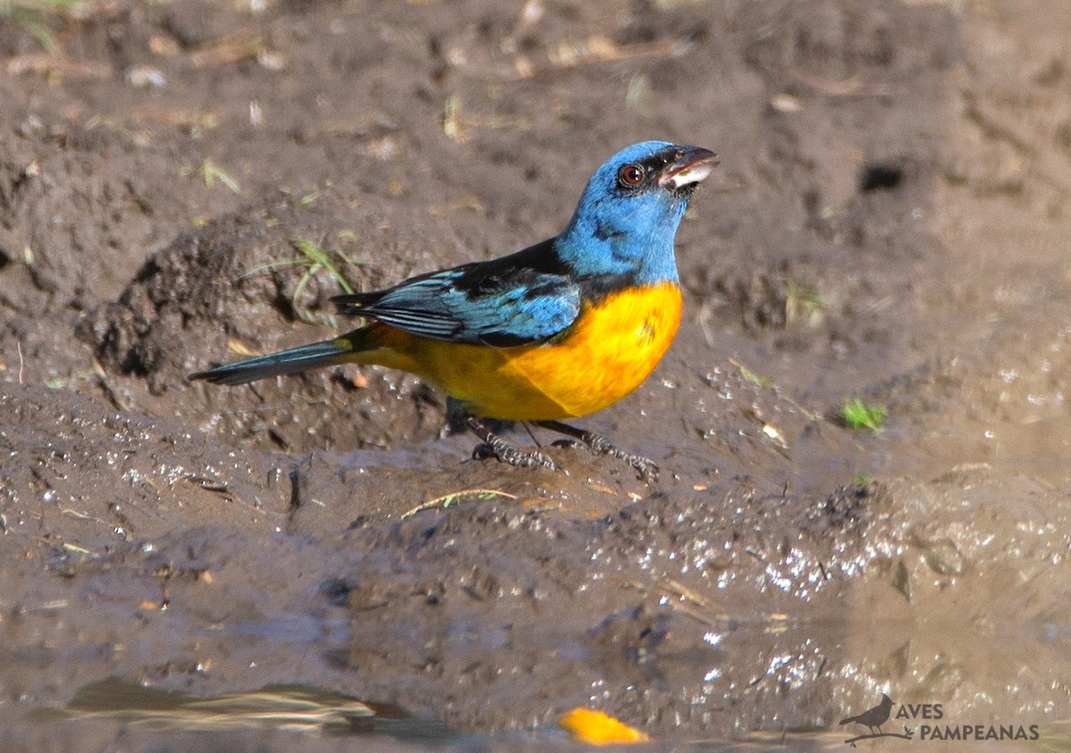Blue-and-yellow Tanager - ML581485291