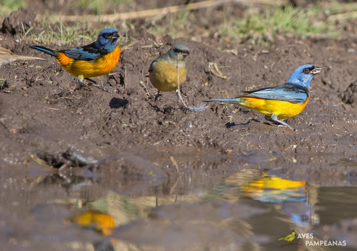 Blue-and-yellow Tanager - ML581485461